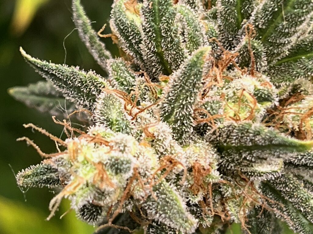 A close up of Member Berry strain weed.