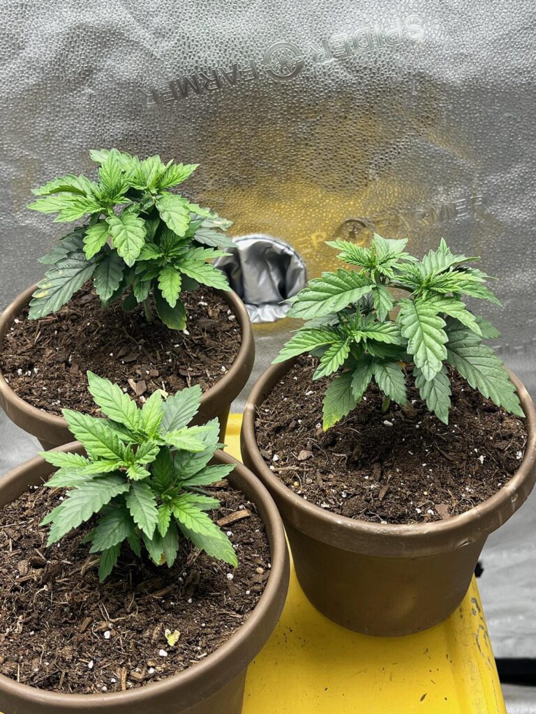 Baby marijuana plants