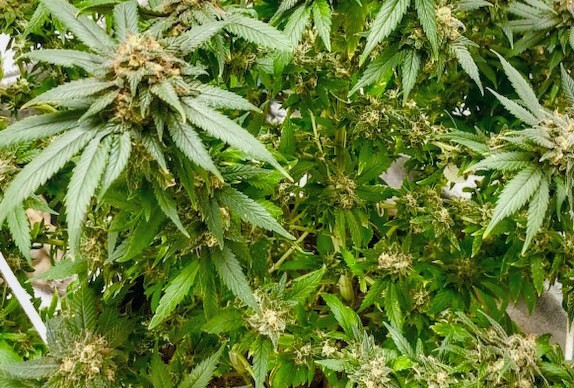 Marijuana plants growing before being harvested.