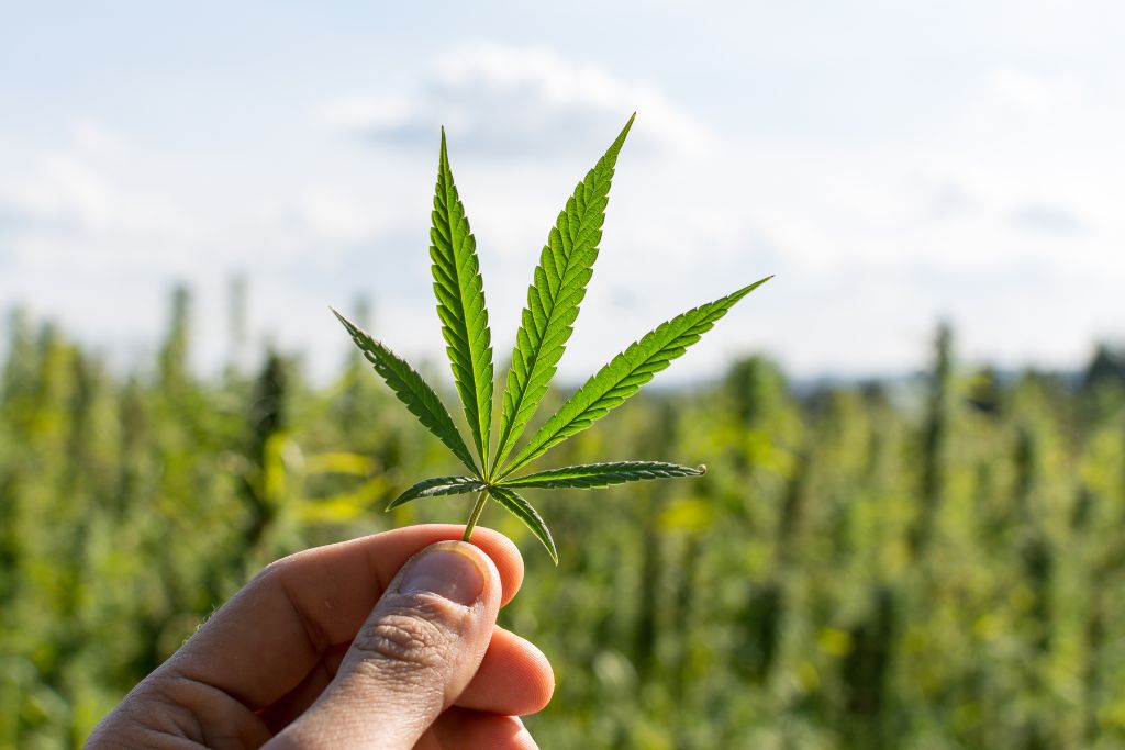 Weed growing in a field with a cannabis plant in the foreground.